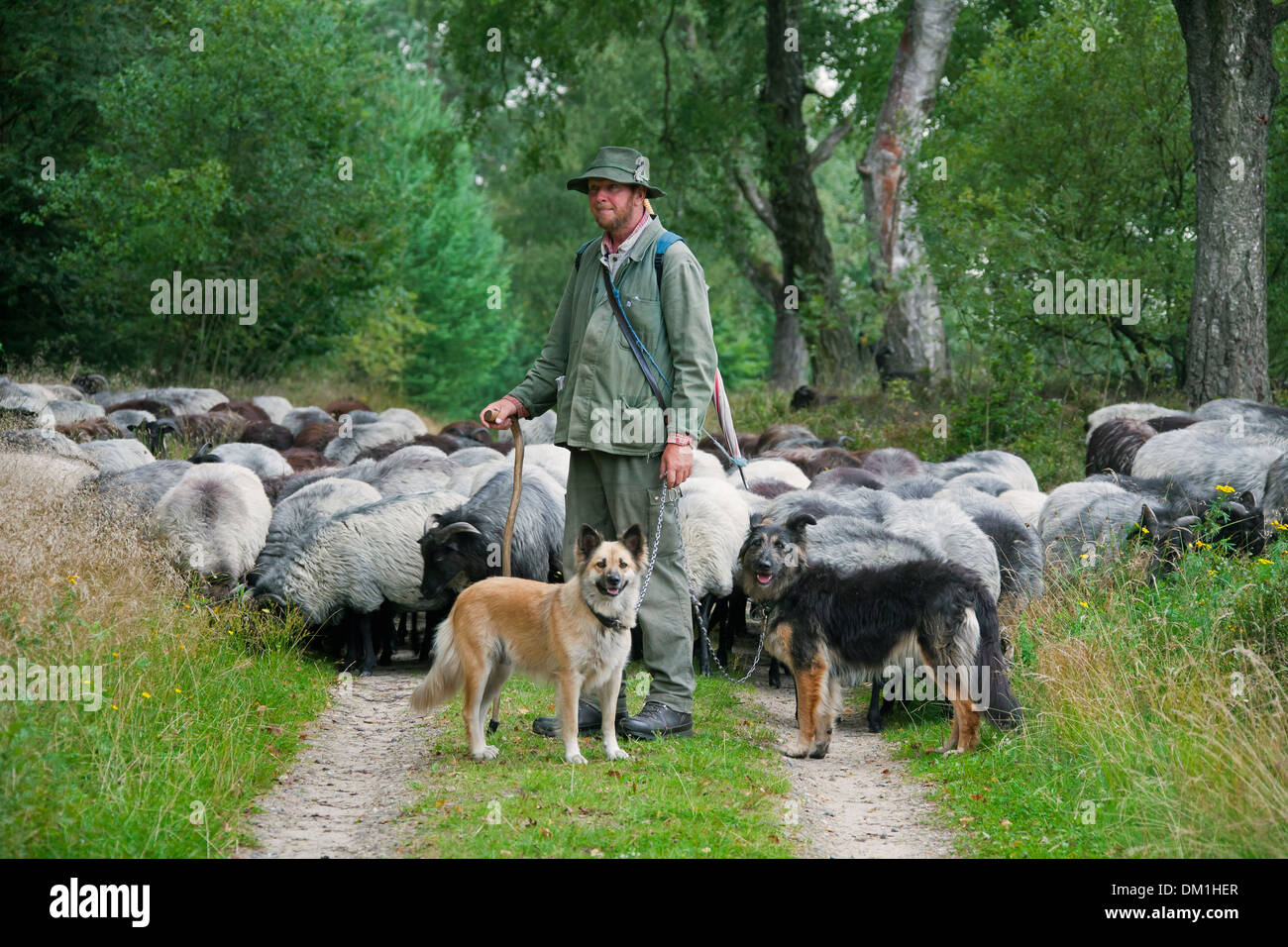 Pastor con perros de pastor pastoreando ovejas de Heidschnucke, raza de ovejas de páramos en Lüneburg Heath / Lunenburg brezales, Alemania Foto de stock