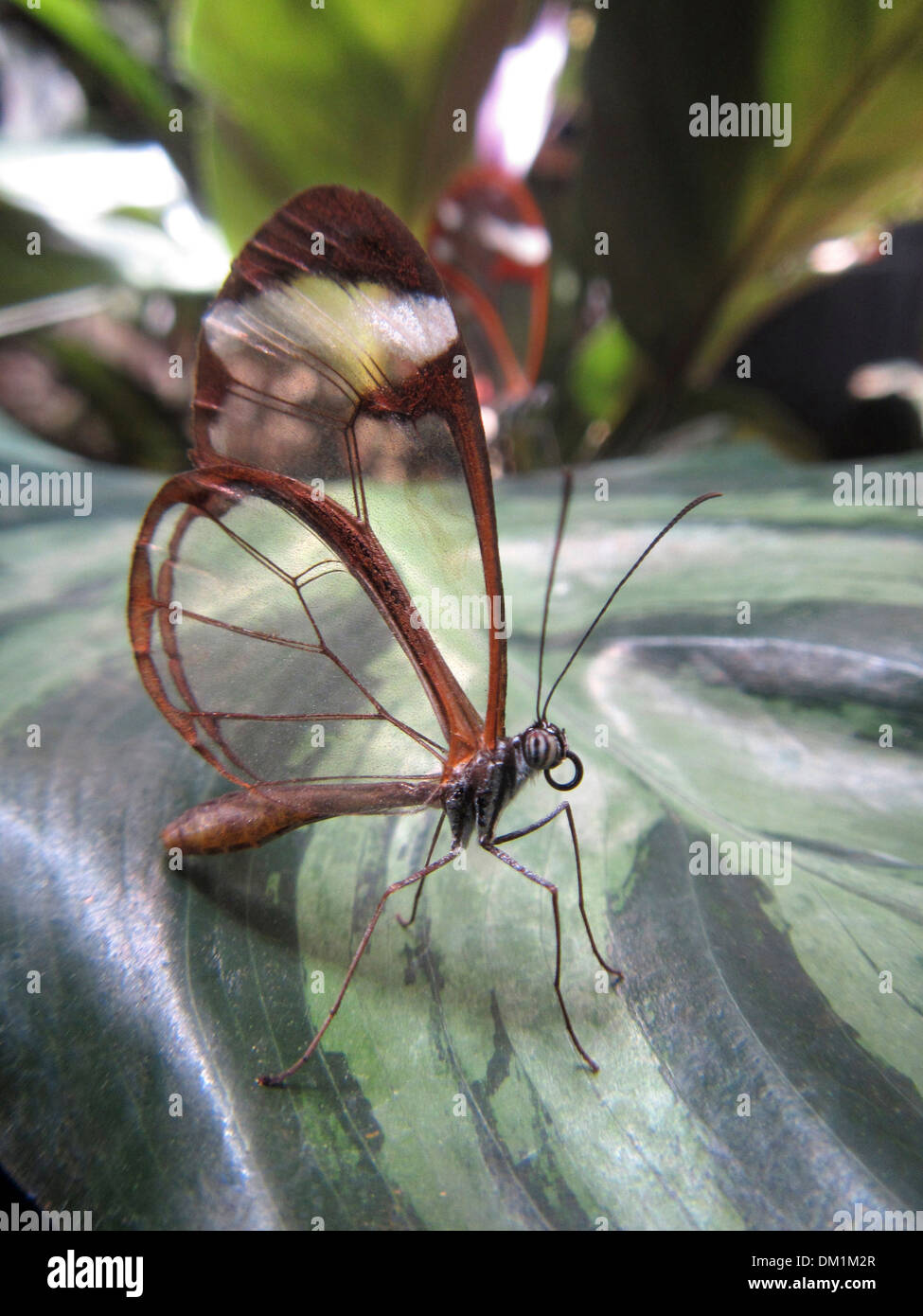 Glasswing Butterfly. La mariposa es un cepillo Glasswinged-footed mariposas, y es miembro de la subfamilia Danainae. Foto de stock
