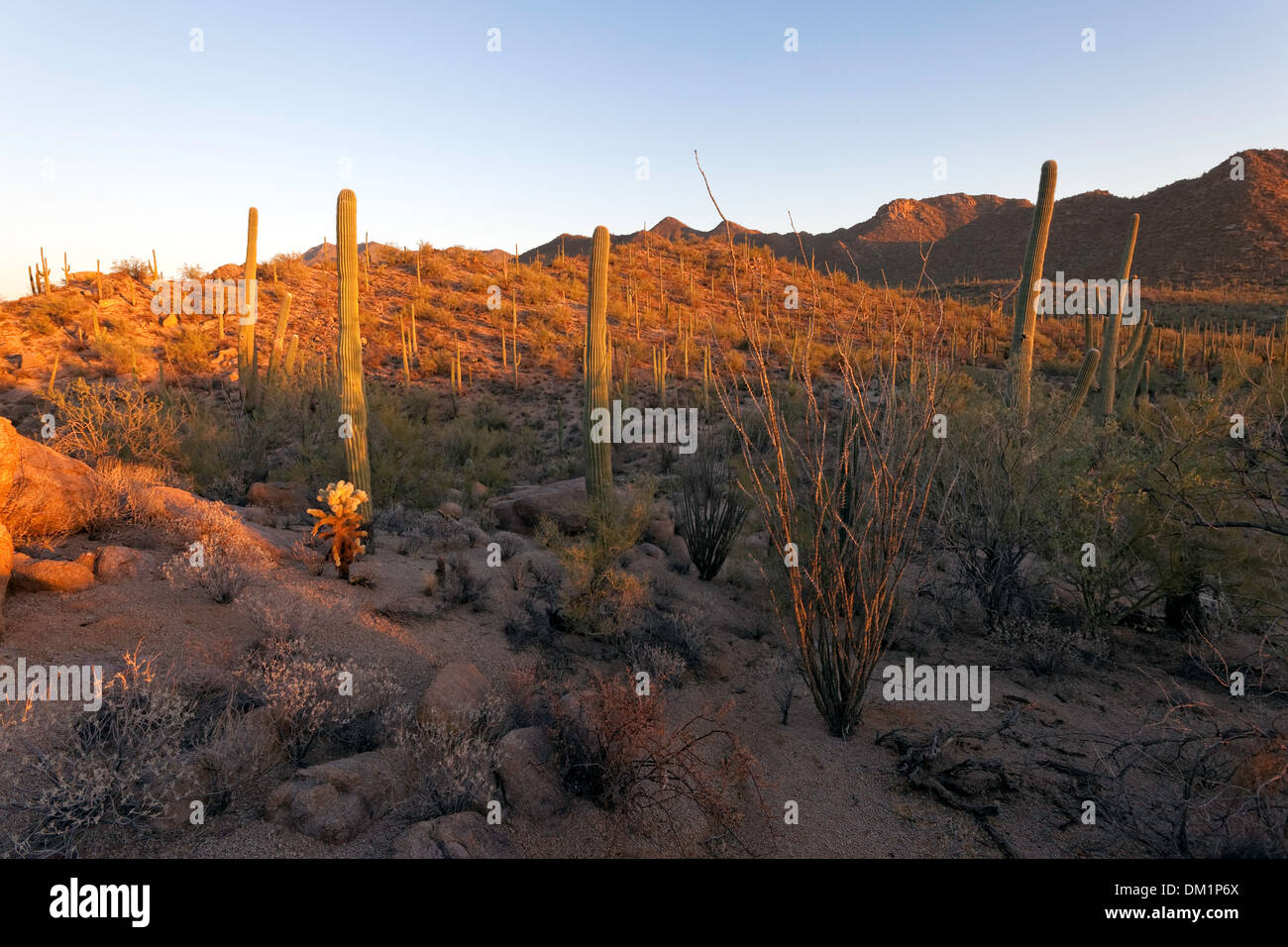 Al oeste del Parque Nacional Saguaro, Tucson, Arizona. Foto de stock