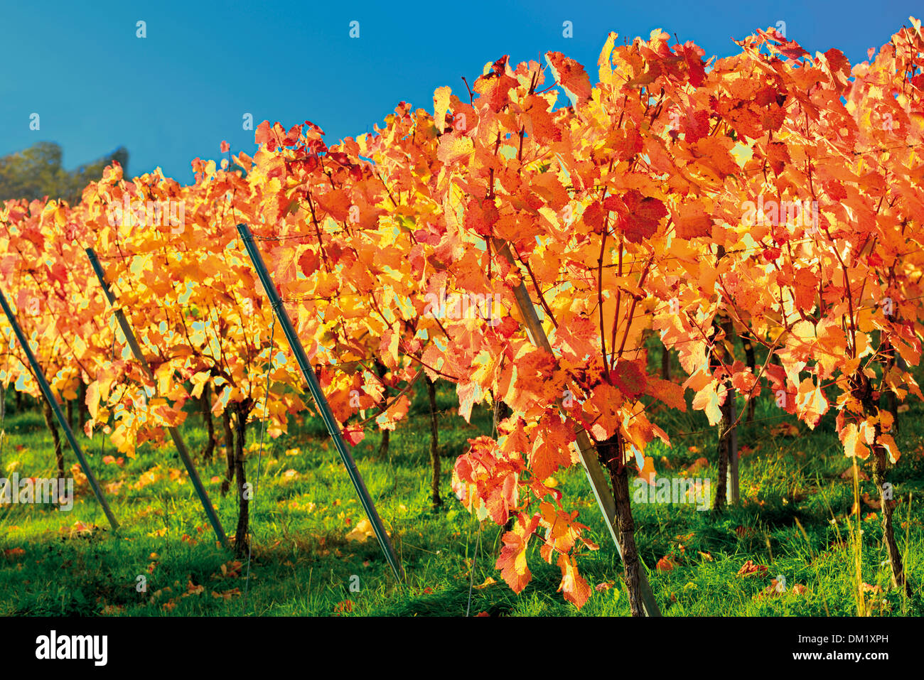 Alemania, en el Estado federado de Baden-Württemberg: hojas de vid con cálidos colores de otoño de Weinsberg viñedos en el último octubre de sun Foto de stock