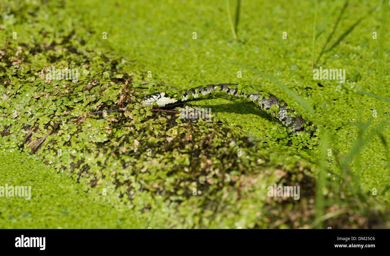 Una Unión Culebra nadando a través del agua, la caza de renacuajos en el medio silvestre. Foto de stock