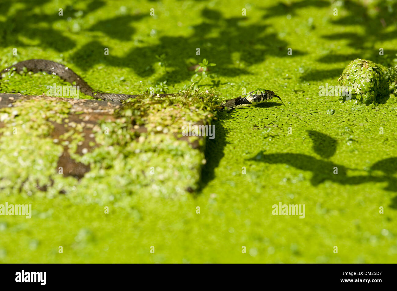 Una Unión Culebra nadando a través del agua, la caza de renacuajos en el medio silvestre. Foto de stock