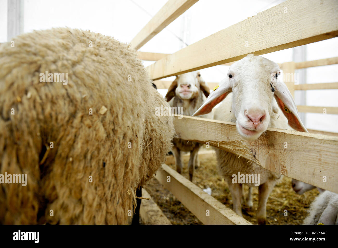 Curioso ovejas dentro de una pluma en una feria agropecuaria Foto de stock