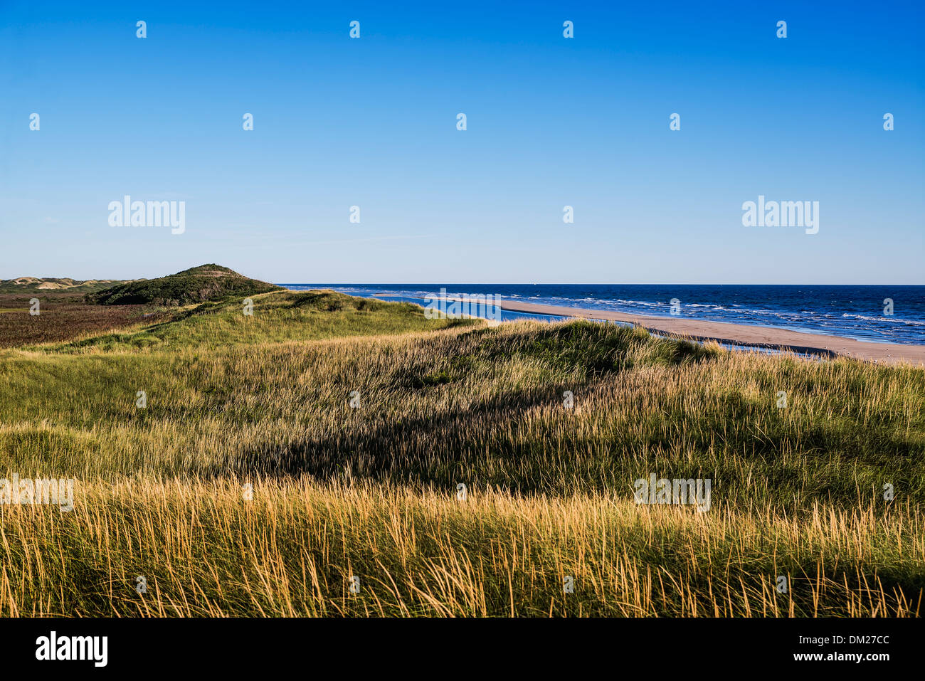 Duna exuberante césped y dunas bordeando la cabeza de playa de La Pradera, Truro, Cape Cod, Massachusetts, EE.UU. Foto de stock