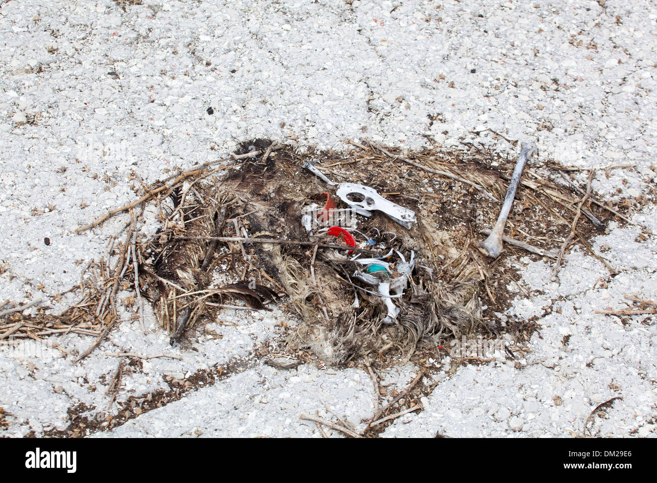 Restos de albatros muertos con tapas de botellas de plástico y otros desechos marinos que eran ingeridos por las aves. Foto de stock