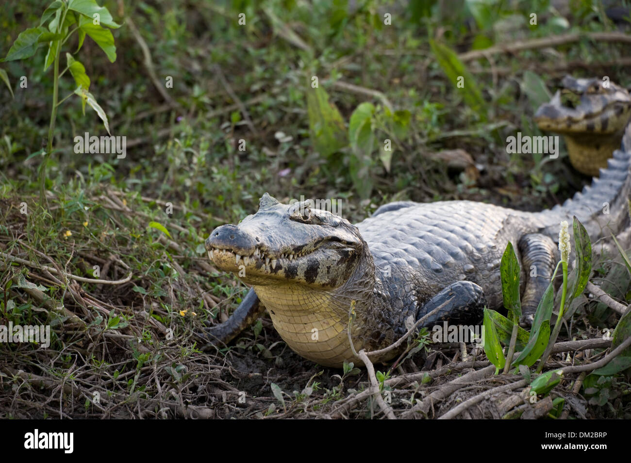 Un Caiman yacare mostrando su vientre amarillo en el Pantanal brasileño Foto de stock