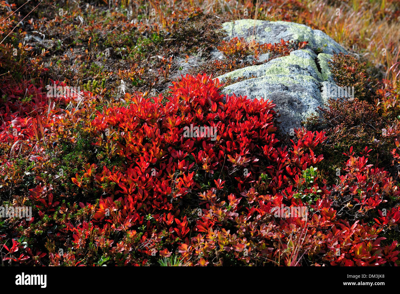 La gayuba Arctostaphylos alpinus Ericacae planta arbustiva colores de otoño otoño Seeberge Alpes canton de Grisons Suiza Europa rojo Foto de stock