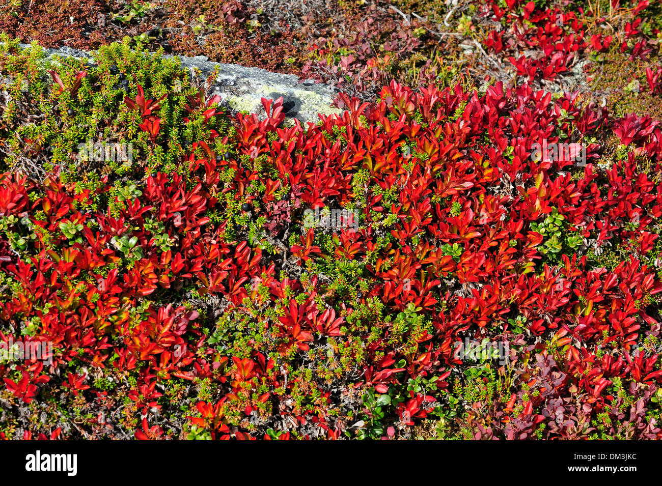 La gayuba Arctostaphylos alpinus Ericacae colores de otoño otoño negro Crowberry Crowberry Empetrum nigrum Empetraceae plant Foto de stock