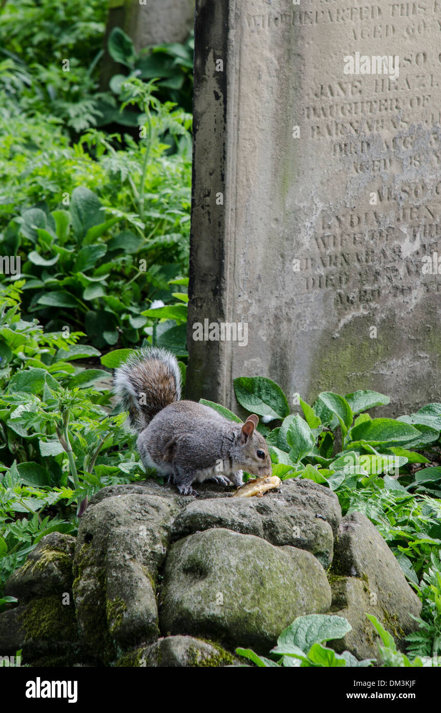 Ardilla gris sobre las lápidas, Brompton cementerio Foto de stock