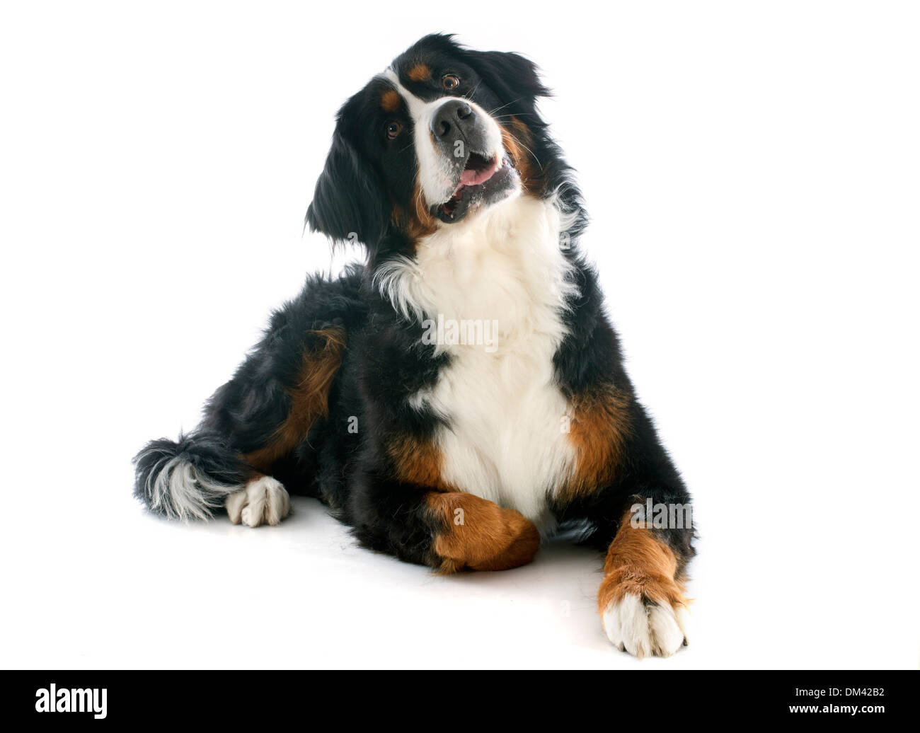 Retrato de perro de montaña bernés fotografías e imágenes de alta  resolución - Alamy