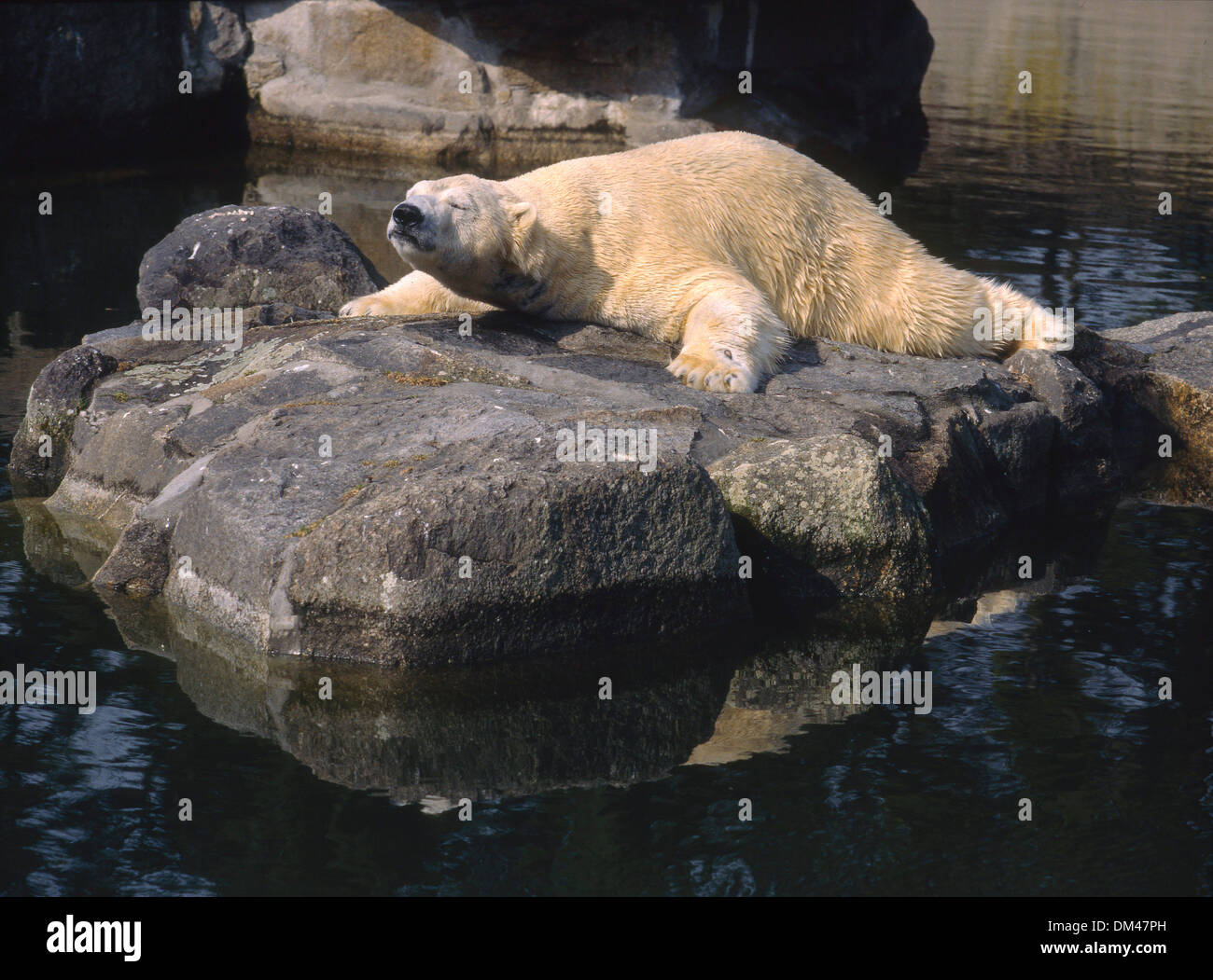 Eisbär, el oso polar (Ursus maritimus), Polarbär Foto de stock