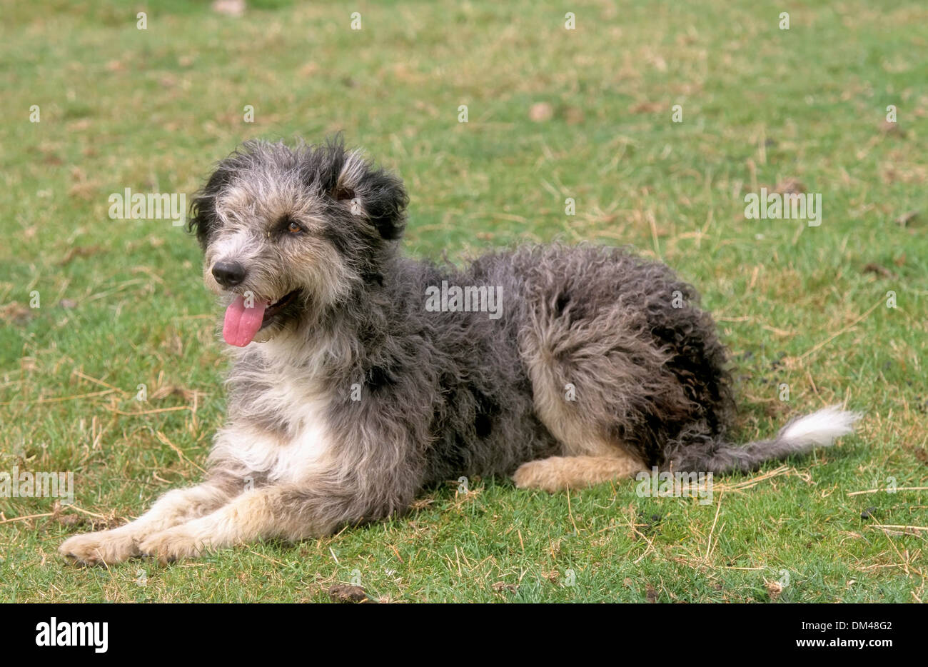 Los perros Pastor Alemán antiguo Altdeutscher Hütehund Foto de stock