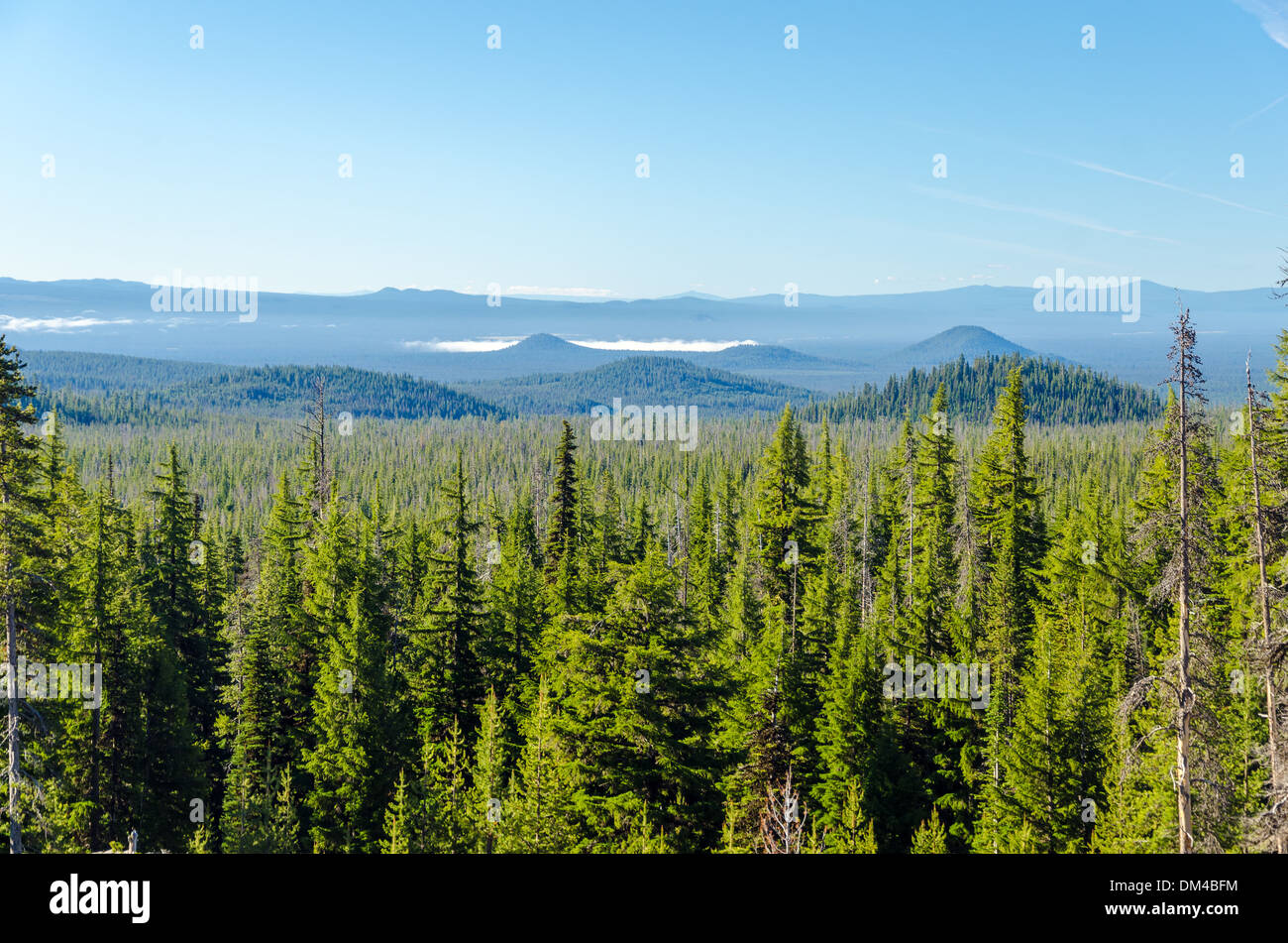 Espeso bosque de pinos con rolling Blue Hills en Oregon Central Foto de stock