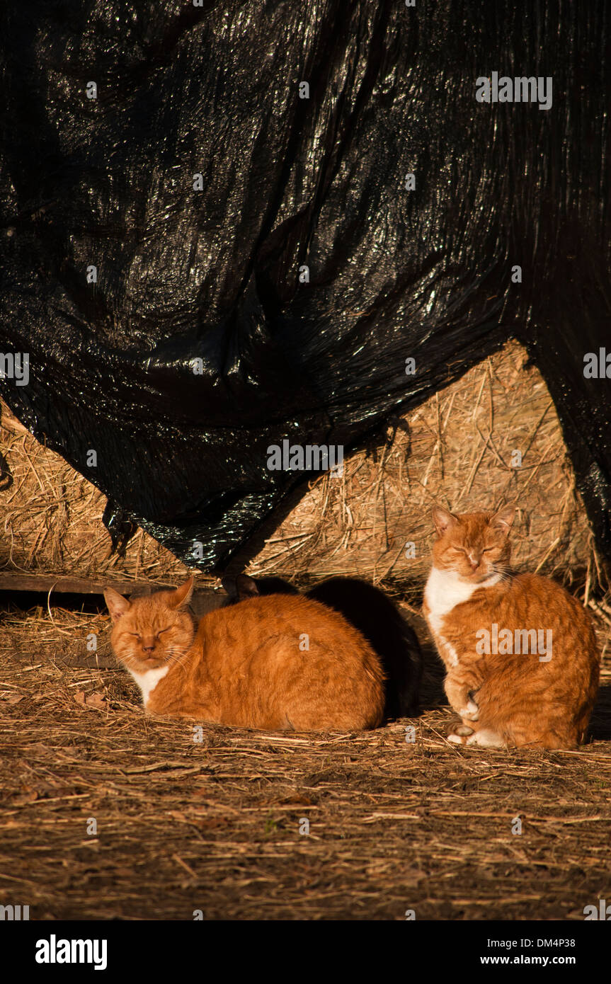 Los gatos de granja de jengibre, tomando sol cat. Foto de stock