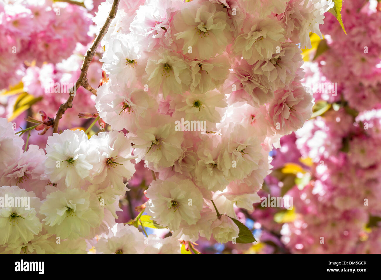Retroiluminación blanca y rosa flores de cerezo en el Brooklyn Botanic Gardens en la Ciudad de Nueva York Foto de stock