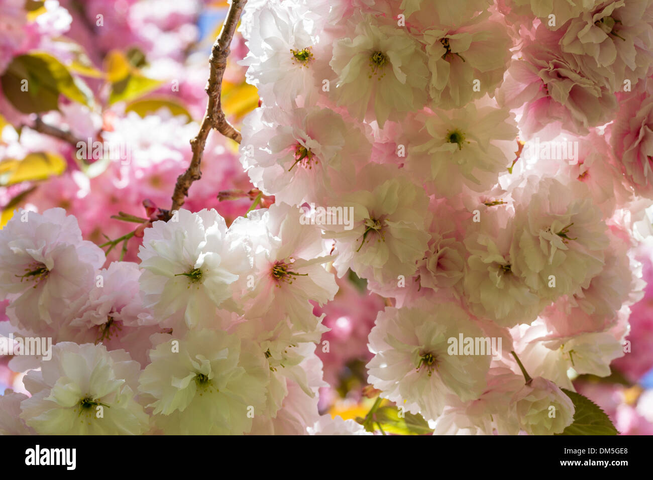 Retroiluminación blanca y rosa flores de cerezo en el Brooklyn Botanic Gardens en la Ciudad de Nueva York Foto de stock