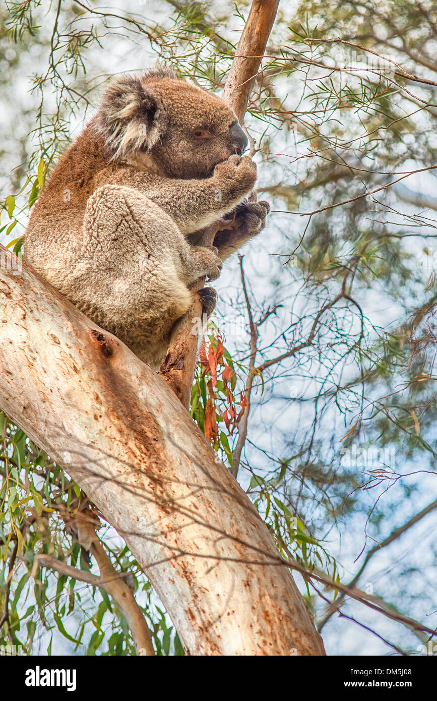 Un disparo de longitud completa de un joven koala silvestre saludable en un árbol. Foto de stock