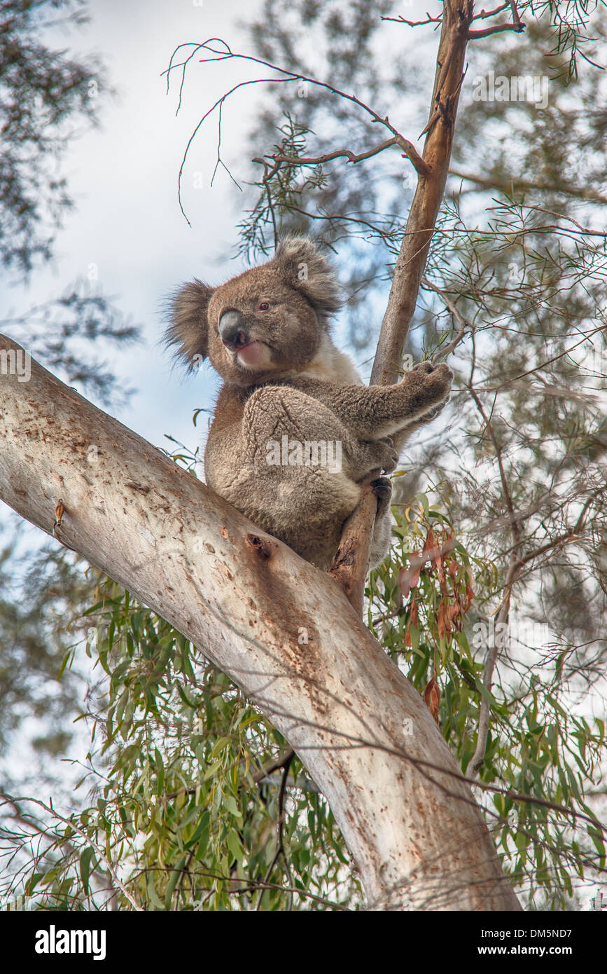 Un disparo de longitud completa de un joven koala silvestre saludable en un árbol. Foto de stock