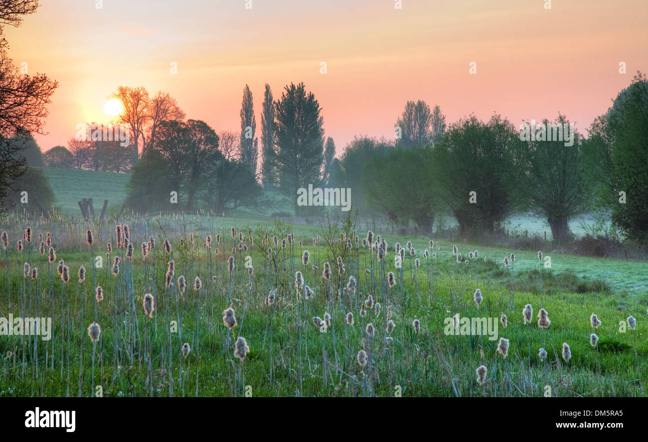 Reedmace crece en los humedales en Chipping Campden, Gloucestershire, Inglaterra. Foto de stock