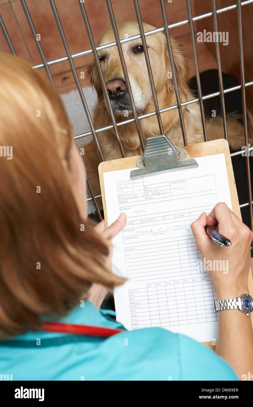 Comprobación de la Enfermera Veterinaria de perros en jaula Foto de stock