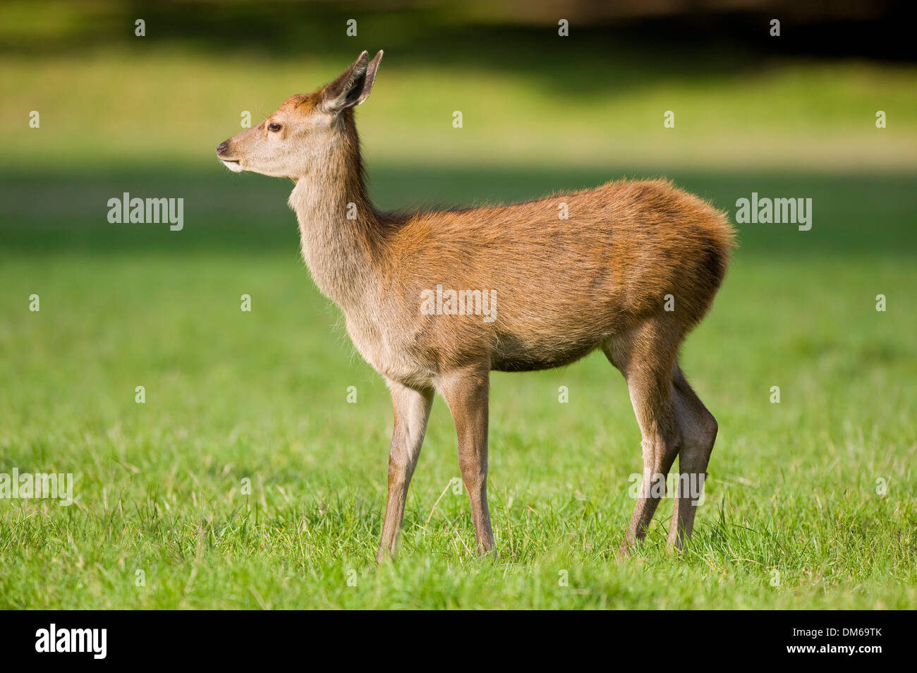 Ciervo rojo (Cervus elaphus), joven animal, la pantorrilla de pie en una pradera, cautiva, Baviera, Alemania Foto de stock