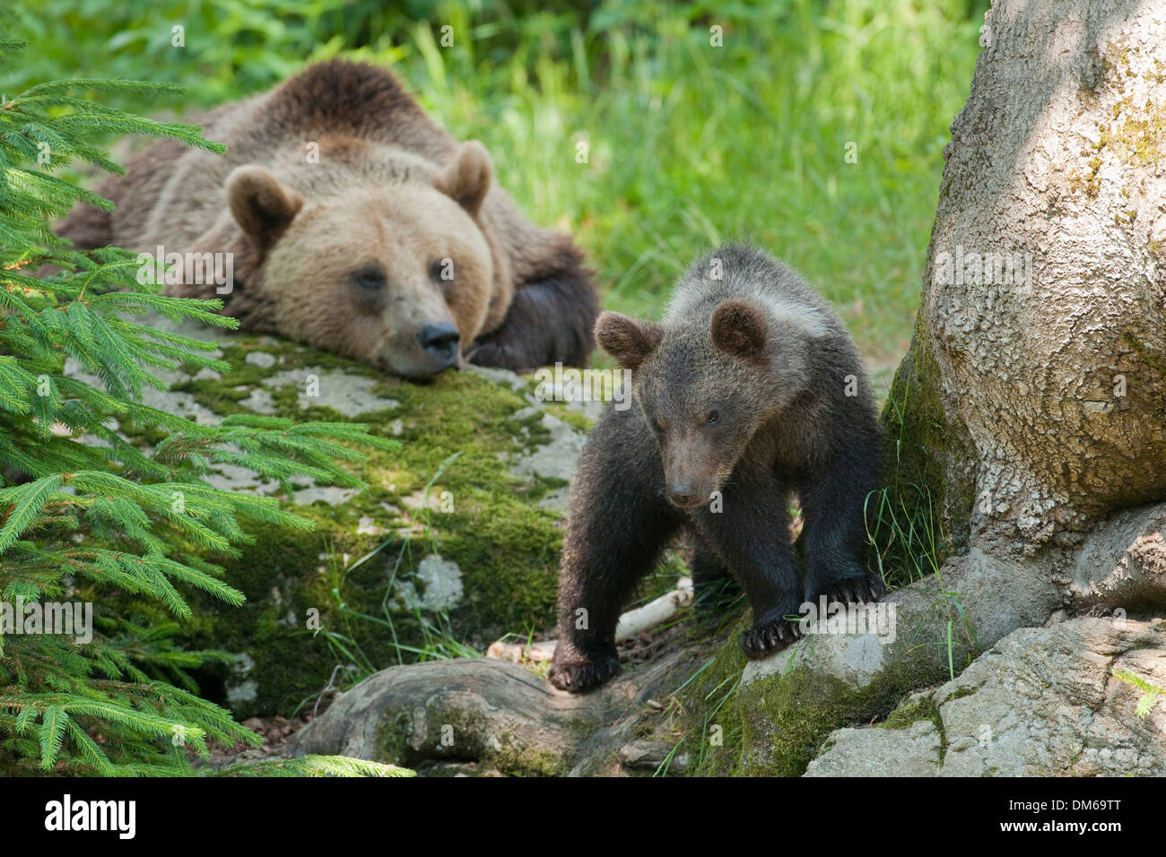 Oso pardo (Ursus arctos), hembra con cub, alojamiento de animales, el Parque Nacional del Bosque Bávaro, Neuschönau, Baja Baviera Foto de stock