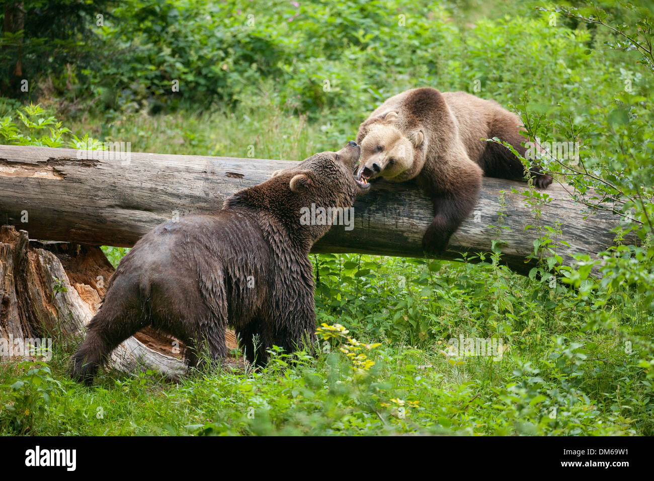Oso pardo (Ursus arctos), dos osos argumentando, alojamiento de animales, el Parque Nacional del Bosque Bávaro, Neuschönau, Baja Baviera Foto de stock