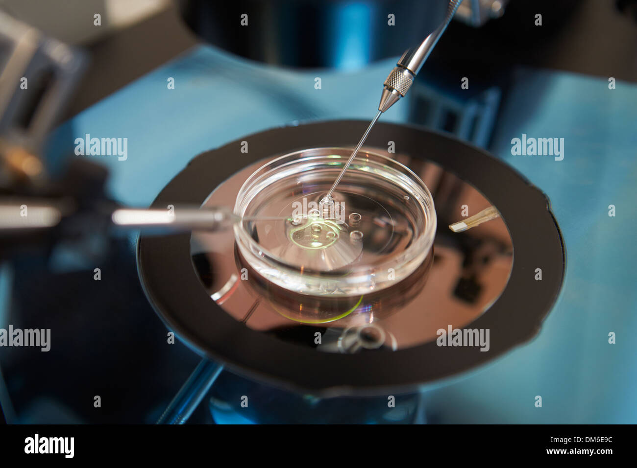 Fertilización de los óvulos de laboratorio de FIV Foto de stock