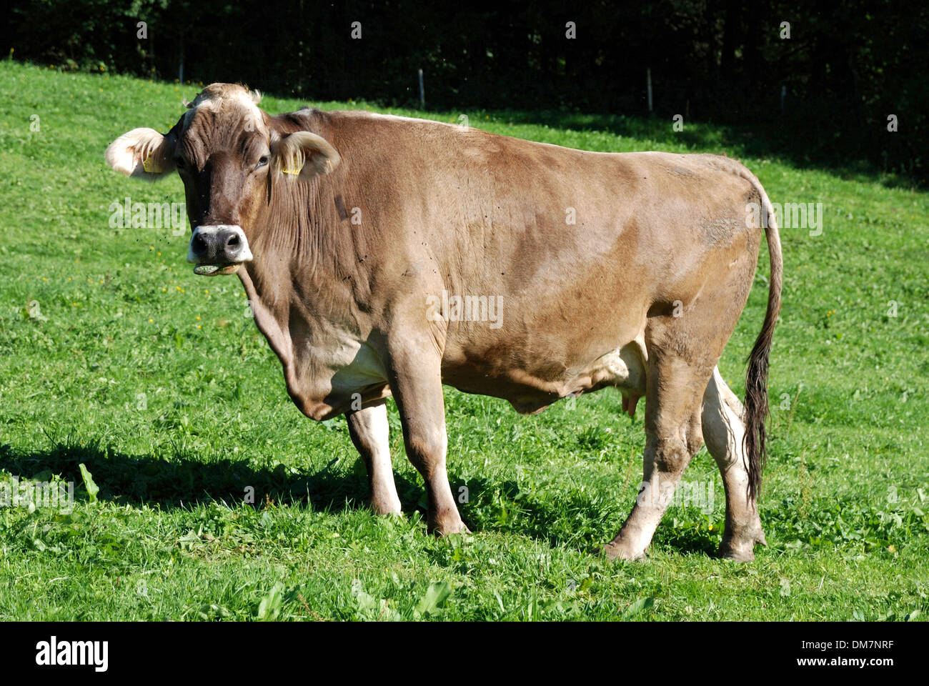 En vacas lecheras a pastoreo de montaña en el Allgaeu cerca de Oberstaufen. Foto de stock