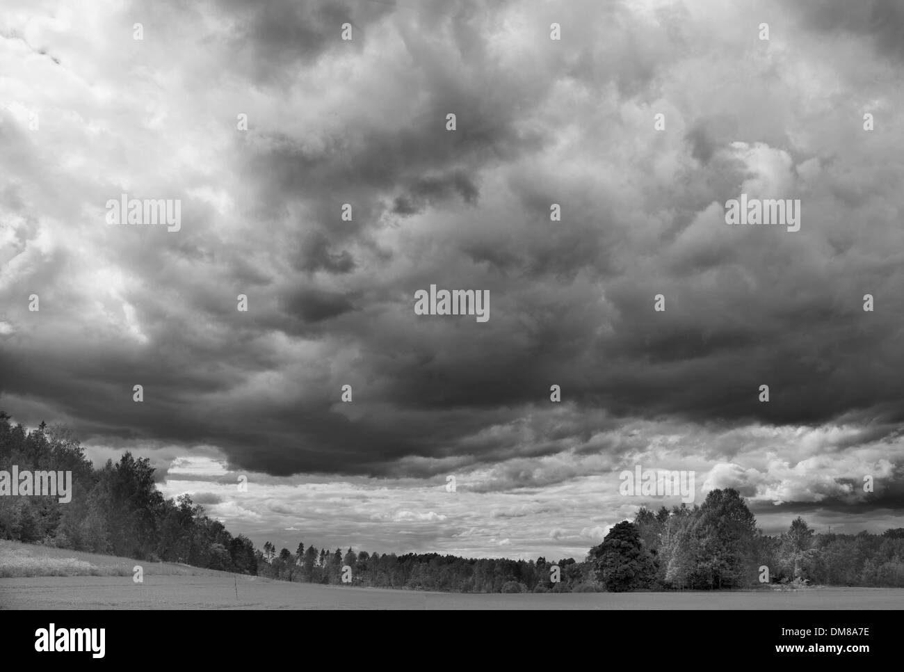 Nubes de tormenta sobre un campo de hierba con bosque en el fondo Foto de stock