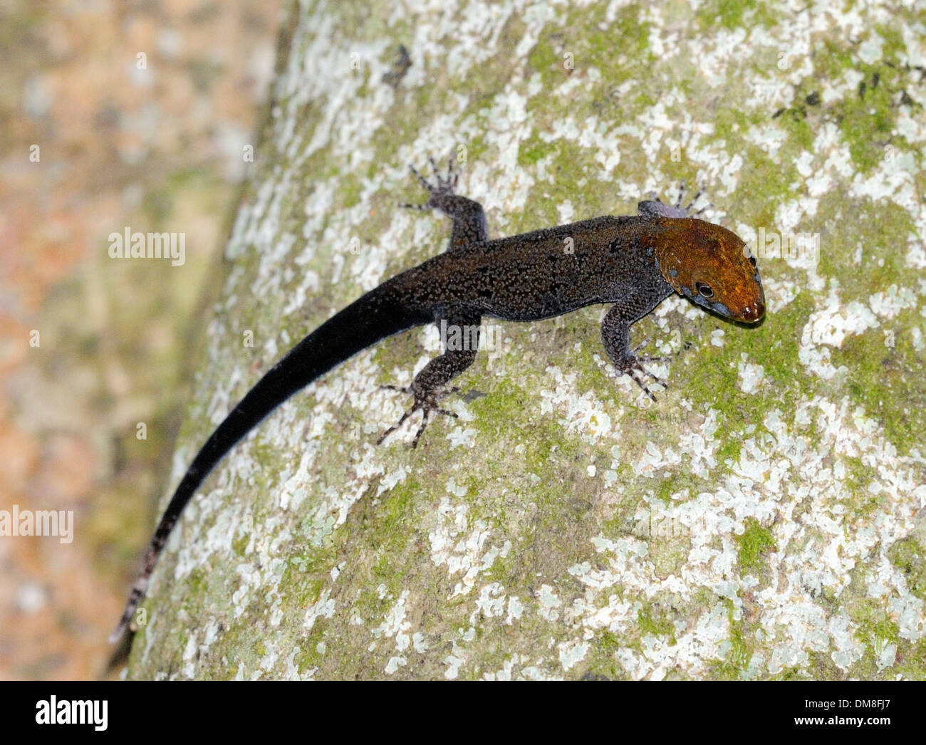 Un lagarto con una cabeza marrón. Sierpe, Costa Rica Foto de stock