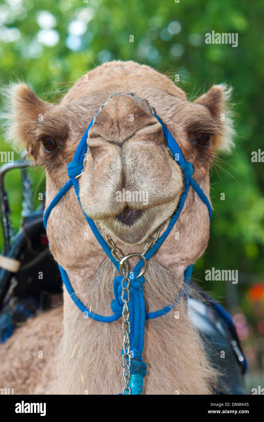 Camello, Animal retrato, cabeza, vista frontal Foto de stock