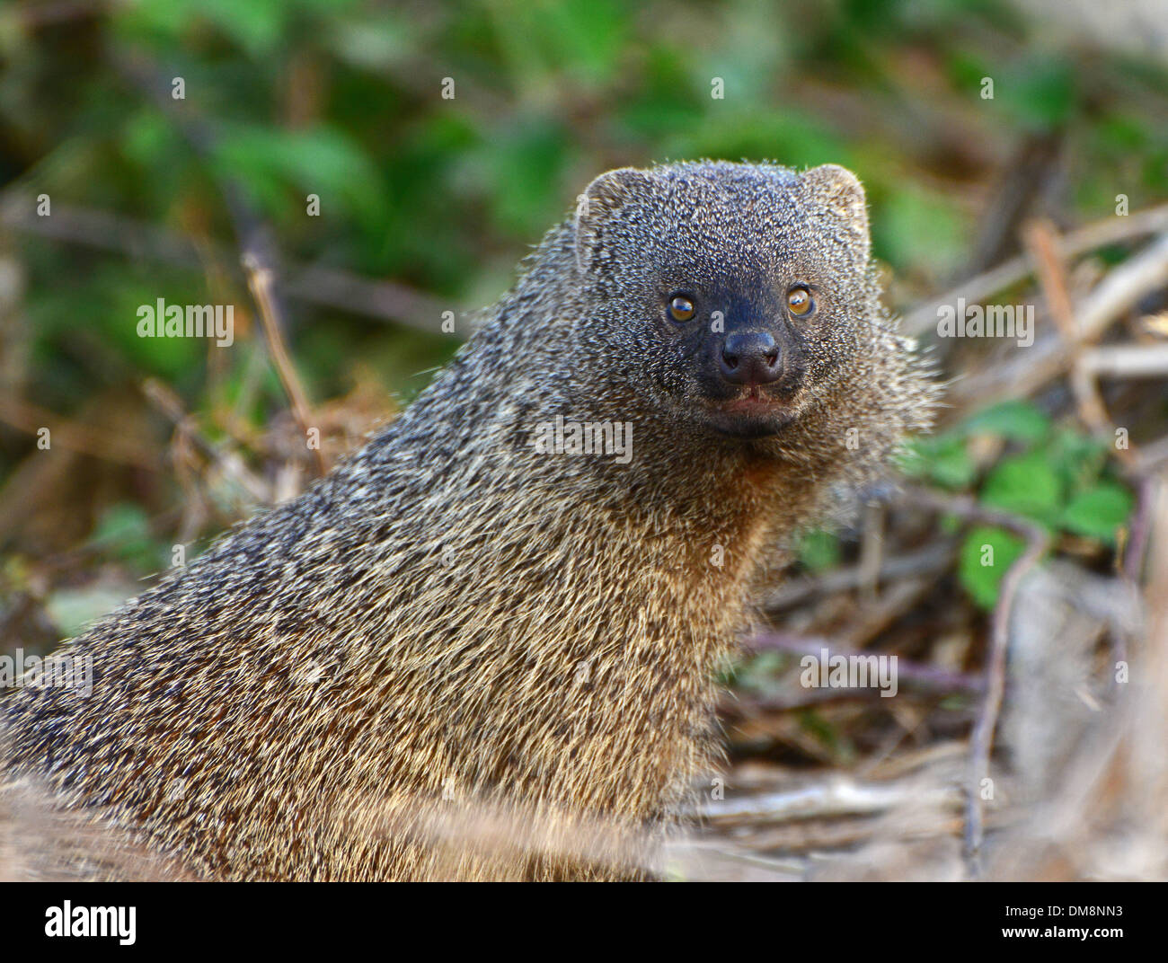 Meloncillo, Herpestes mangosta egipcia, Israel Fotografía de stock Alamy