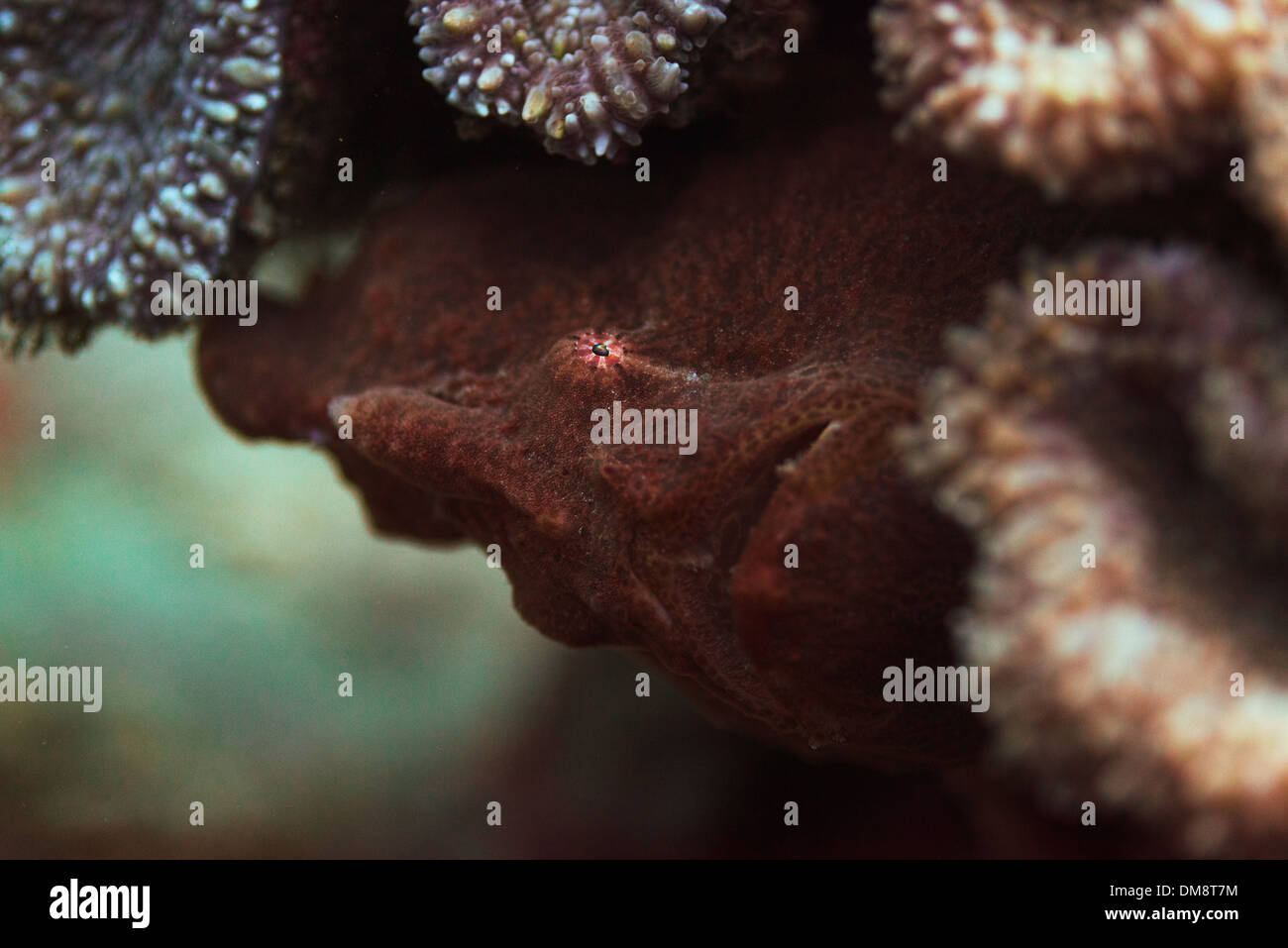 Granate frogfish esperando bajo un coral para cenar a pasar Foto de stock
