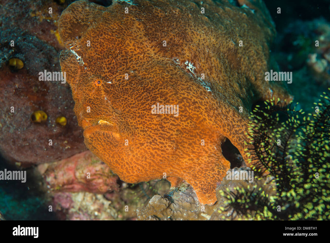 Naranja frogfish gigante sentado en un coral esperando presa a nadar por Foto de stock