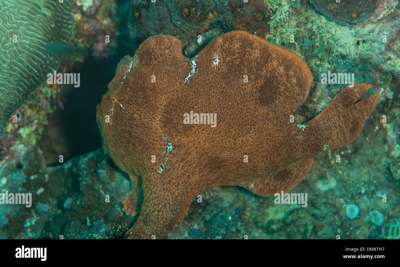 Naranja frogfish gigante sentado en un coral esperando presa a nadar por Foto de stock