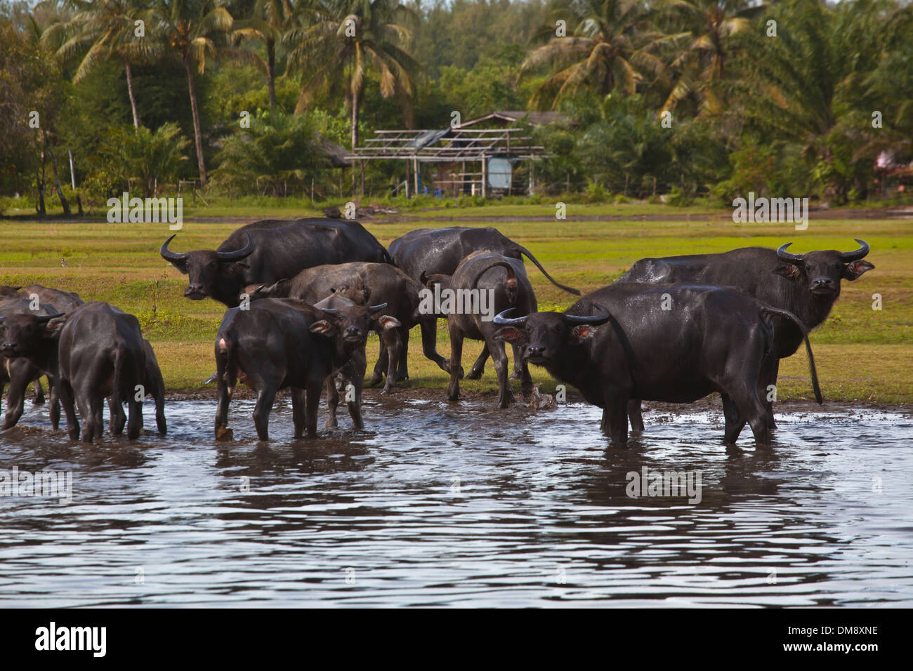 Búfalo de agua nadar - sur de Tailandia Foto de stock