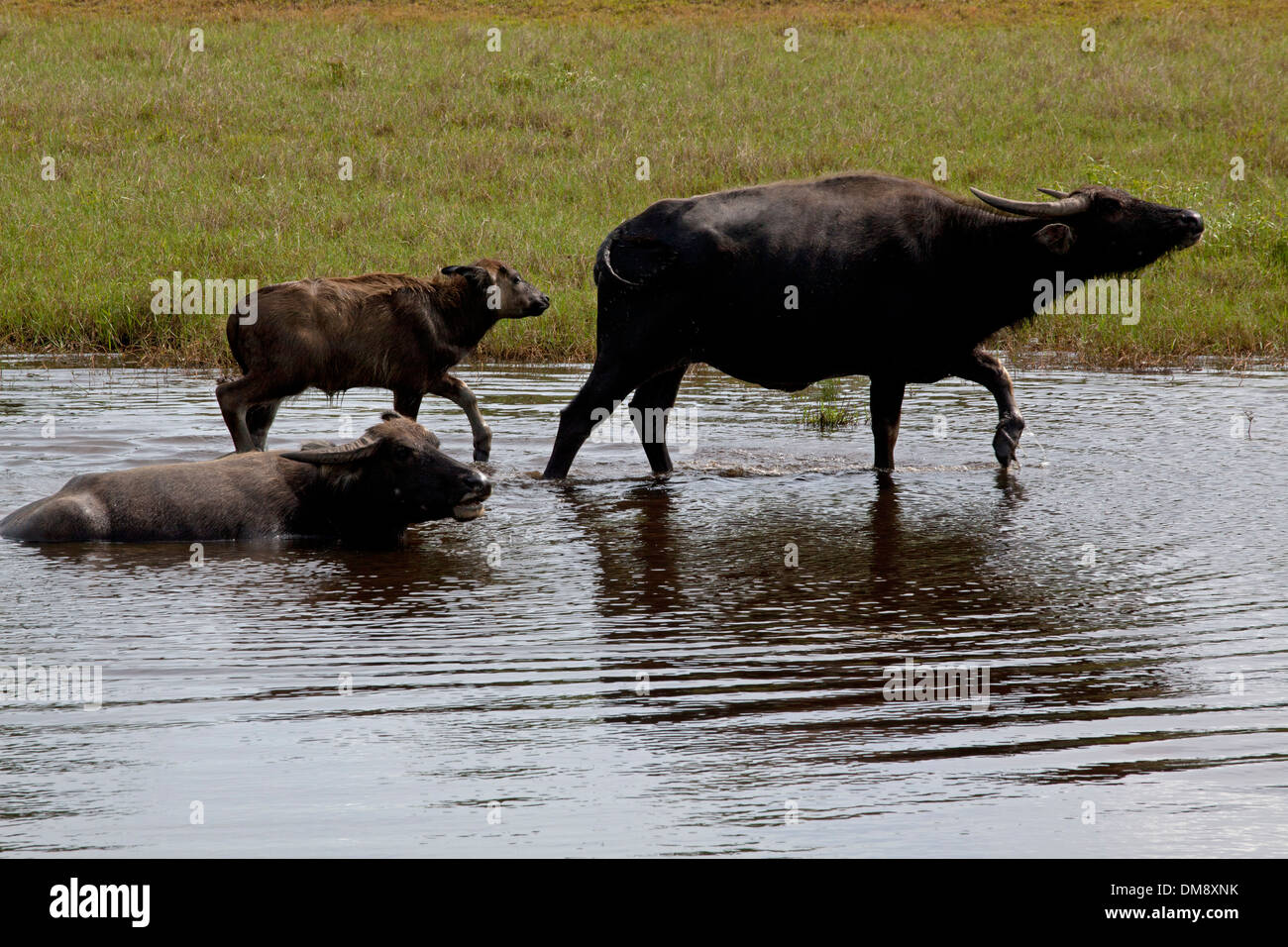 Búfalo de agua nadar - sur de Tailandia Foto de stock