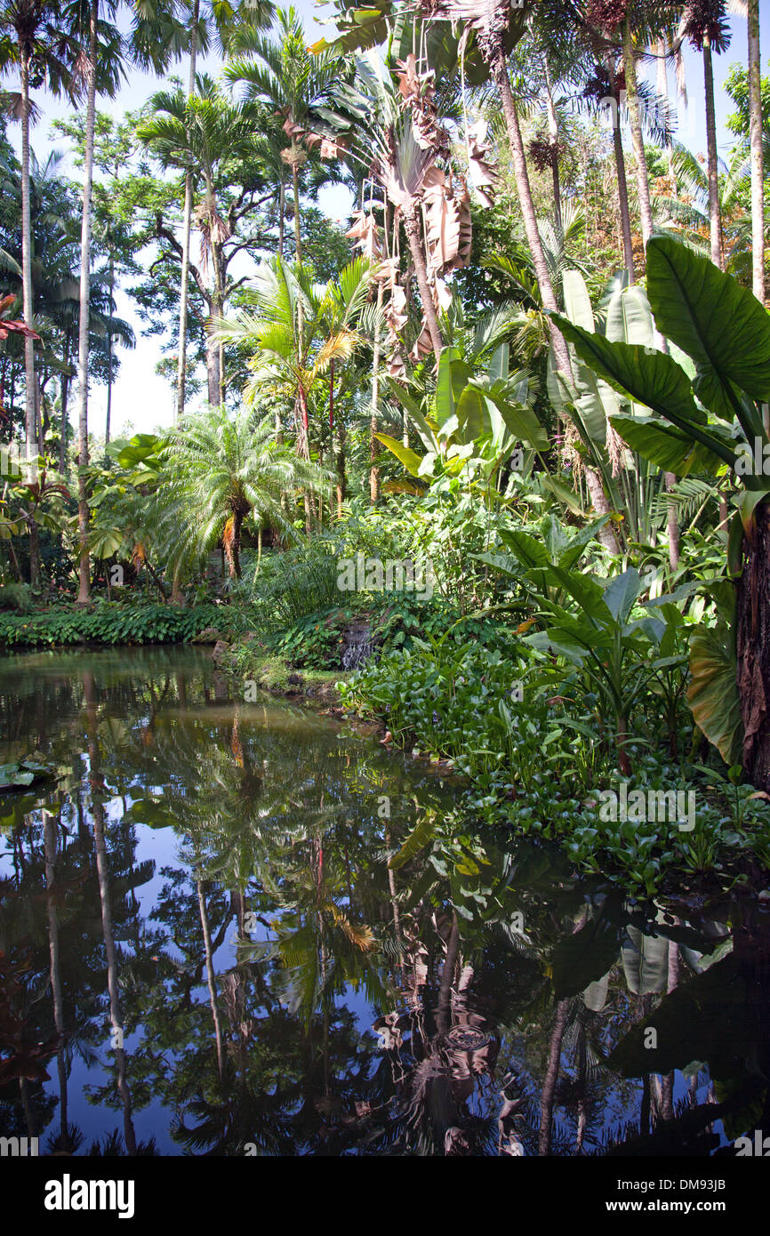 Lily Lago Jardín botánico tropical en Hawai, en el Scenic loop de la autopista 19, al norte de Hilo, y en Bahía Onomea. Foto de stock