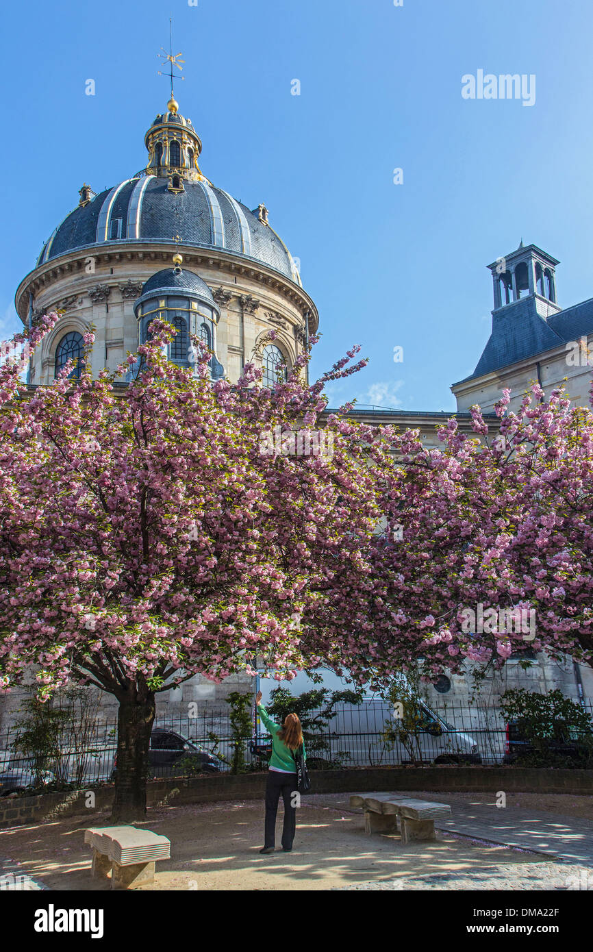 La cúpula de la Biblioteca Mazarine mostrando encima de la floración de los  Cerezos, ESTA ES LA MÁS ANTIGUA BIBLIOTECA PÚBLICA EN FRANCIA, la plaza  Gabriel PIERNE, Rue Mazarine, 6º arrondissement de