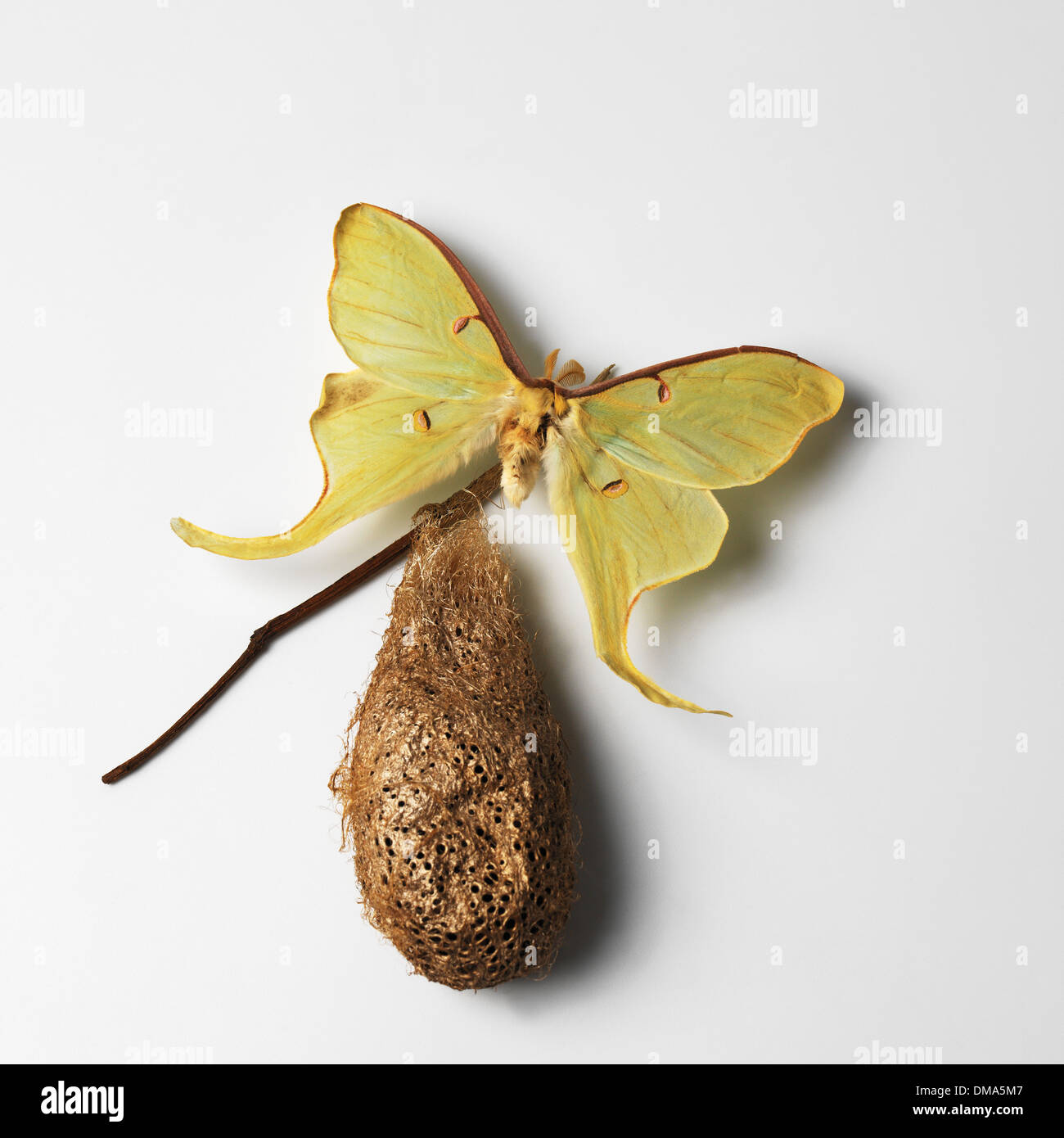 Luna moth con Cocoon Foto de stock