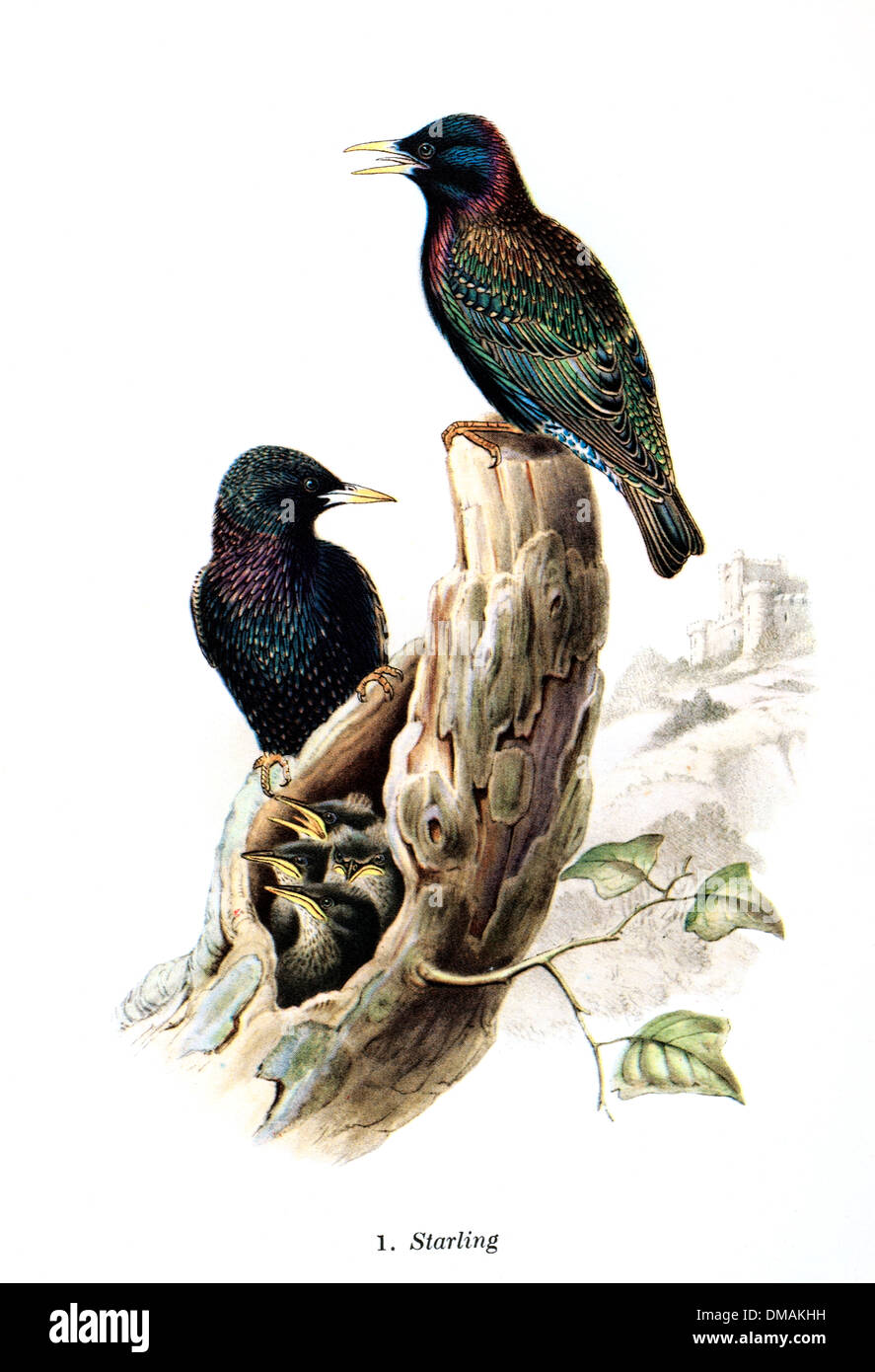 Dibujo de ilustración Vintage Starling Bird documento archivado histórico Foto de stock