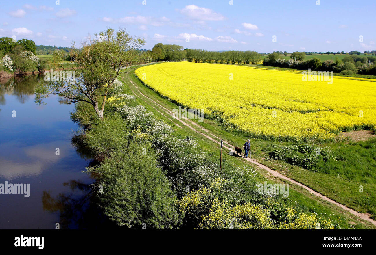 Caminando por el río en Ross On Wye. Tiempo soleado en Herefordshire. 03.06.13 Foto de stock