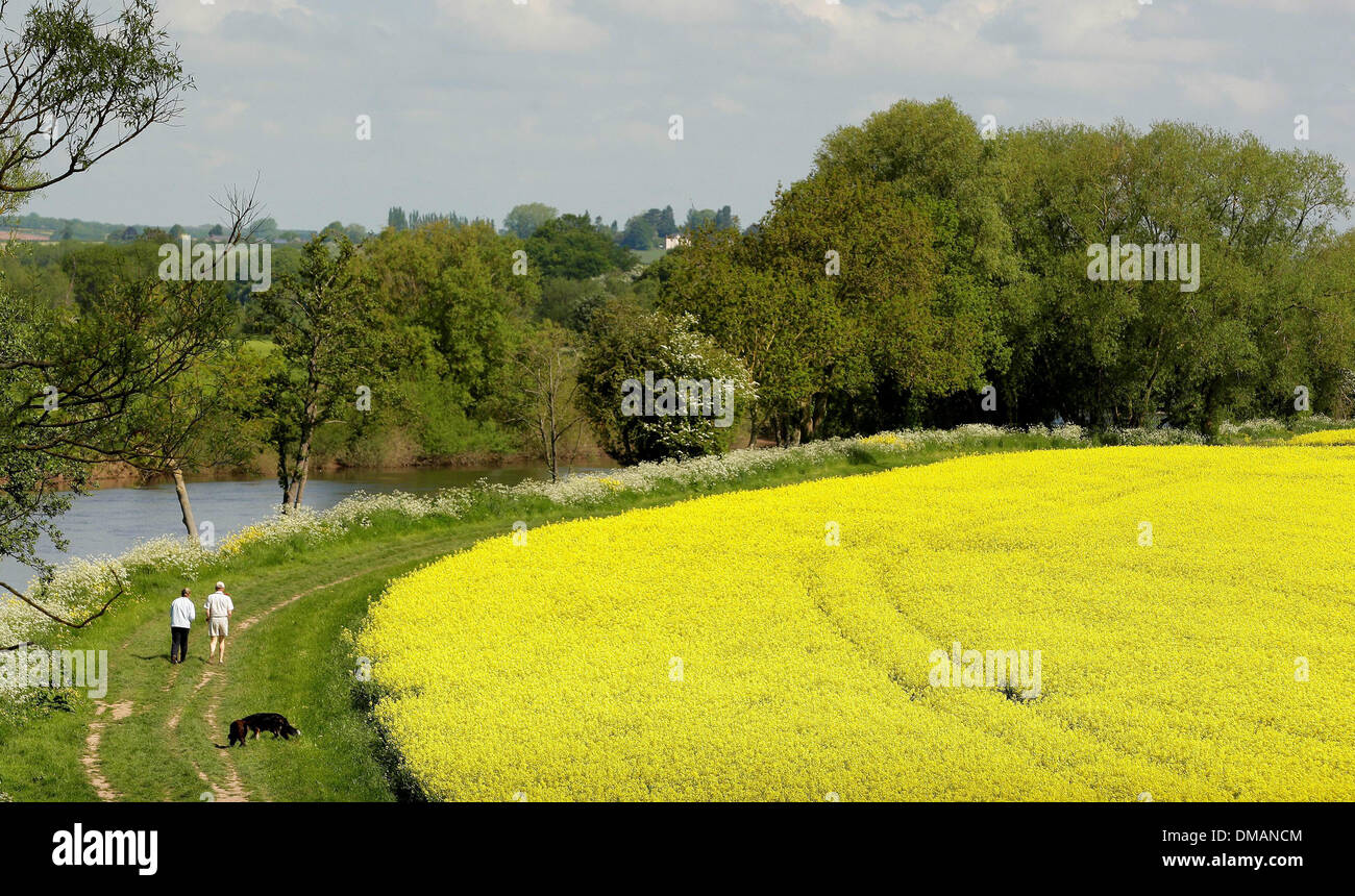 Caminando por el río en Ross On Wye. Tiempo soleado en Herefordshire. 03.06.13 Foto de stock