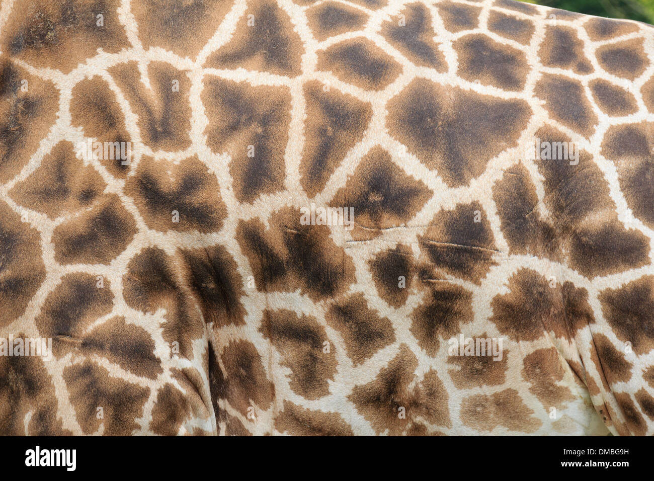 Jirafa, fur patrón (Giraffa camelopardalis) // girafe, dessin du pelaje (Giraffa camelopardalis) Foto de stock