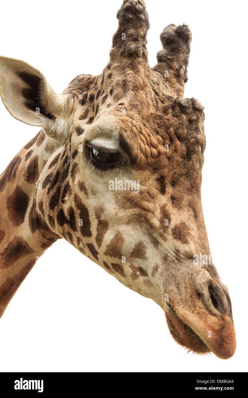 Cabeza de la jirafa (Giraffa camelopardalis) // tête de Girafe (Giraffa camelopardalis) Foto de stock
