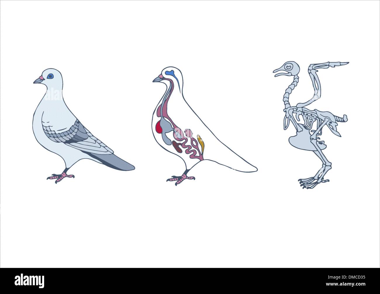 Zoología, Anatomía de aves Ilustración del Vector