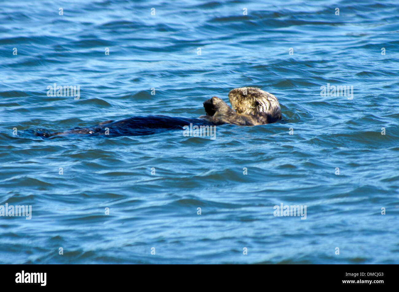 Cuerno de alce Slough, nutria de mar, ehjydra lutris tomando una siesta mientras flotan en el chanel Foto de stock