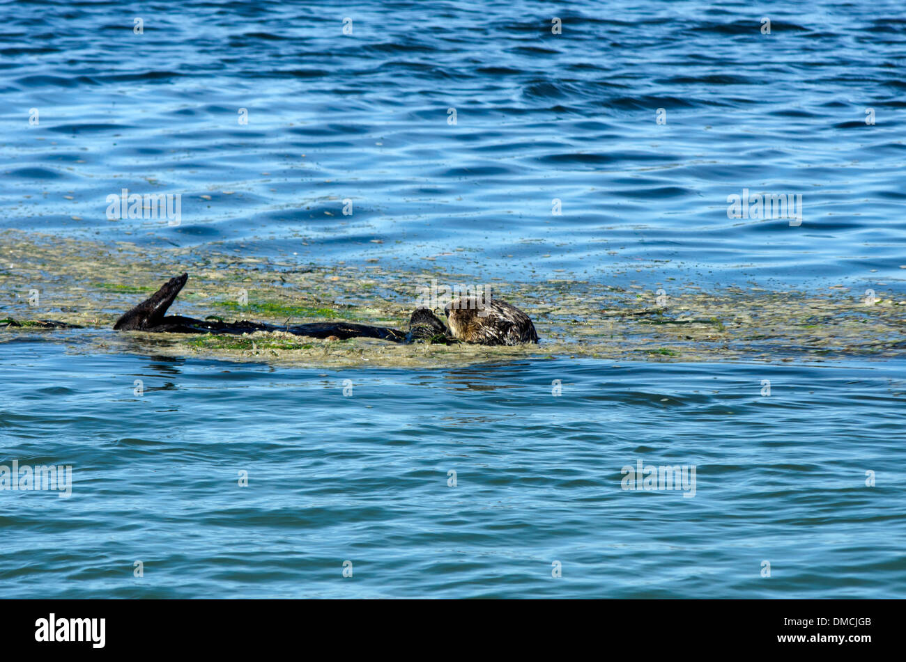 Cuerno de alce Slough, nutria de mar, enhydra lutris, tomando una siesta mientras está flotando en el canal Foto de stock