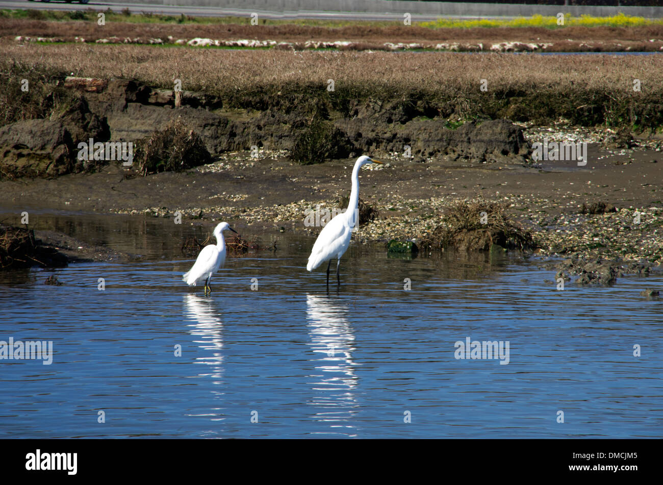 Cuerno de alce Slough, pequeñas Garcillas Blancas busca alimentos junto a Garzón Blanco en agua Foto de stock